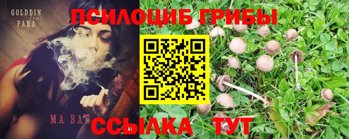Переславль-Залесский  Галлюциногенные грибы прущие грибы  Вход с VPN 
